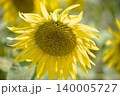 ひまわり畑 140005727