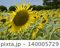 ひまわり畑 140005729