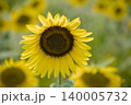 ひまわり畑 140005732