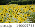 ひまわり畑 140005733
