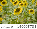 ひまわり畑 140005734