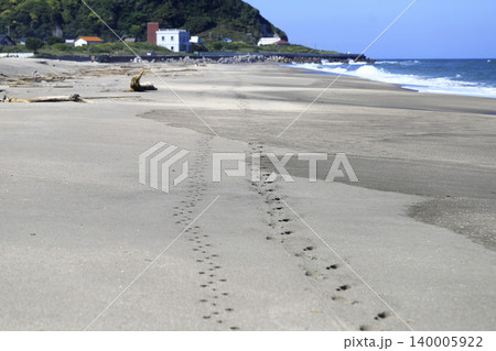 砂浜に続く人と犬の足跡 140005922