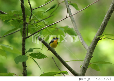 キビタキ　黄鶲　Ficedula narcissina　北海道の野鳥 140005991