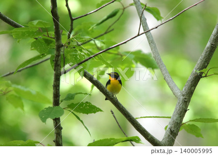 キビタキ 黄鶲 Ficedula narcissina 北海道の野鳥 キビタキ 黄鶲 Ficedula narcissina 北海道の野鳥 140005995