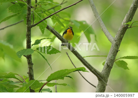 キビタキ　黄鶲　Ficedula narcissina　北海道の野鳥 140005997
