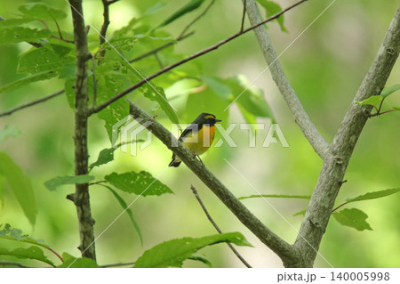 キビタキ　黄鶲　Ficedula narcissina　北海道の野鳥 140005998
