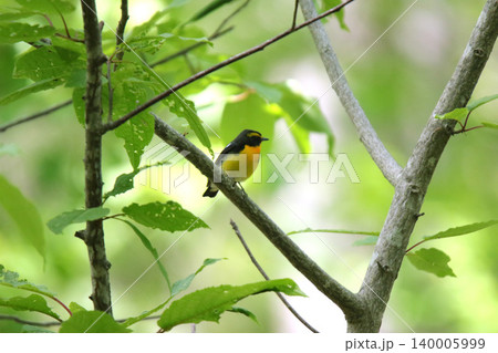 キビタキ 黄鶲 Ficedula narcissina 北海道の野鳥 キビタキ 黄鶲 Ficedula narcissina 北海道の野鳥 140005999