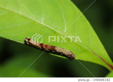 青葉上にフトフタオトビエダシャク蛾の茶褐色の尺取虫幼虫(上側・日本自然昆虫生態ストロボマクロ撮影) 青葉上にフトフタオトビエダシャク蛾の茶褐色の尺取虫幼虫(上側・日本自然昆虫生態ストロボマクロ撮影) 140006192