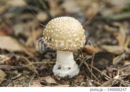 Gray fly agaric mushroom on the autumn leaves Gray fly agaric mushroom on the autumn leaves 140006247