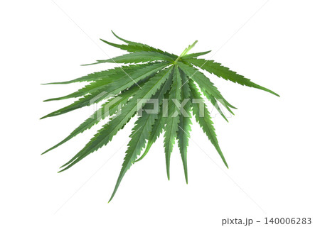 Marijuana leaf isolated on white background. Marijuana leaf isolated on white background. 140006283
