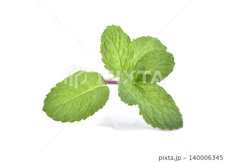 Mint leaves isolated on white background. Mint leaves isolated on white background. 140006345
