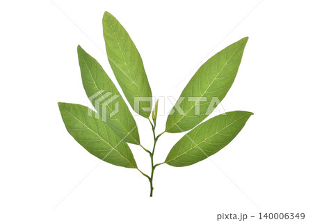 leaf of Sugar Apple isolated on white background leaf of Sugar Apple isolated on white background 140006349