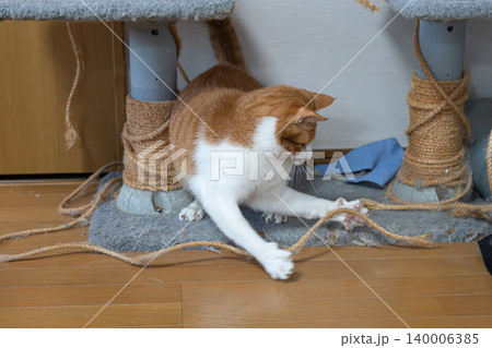 キャットタワーの紐で遊ぶ猫　茶トラ白 140006385