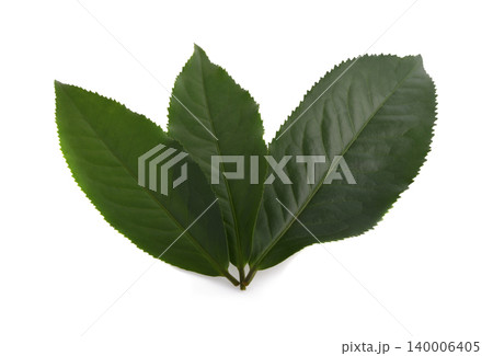Green tea leaf isolated on white background Green tea leaf isolated on white background 140006405