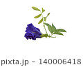 Butterfly Pea flower isolated on white background. 140006418