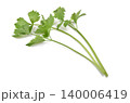 Celery isolated on white background 140006419