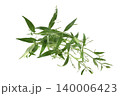 Andrographis paniculata plant on white background 140006423