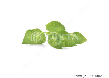 watercress leaf isolated on white background watercress leaf isolated on white background 140006428