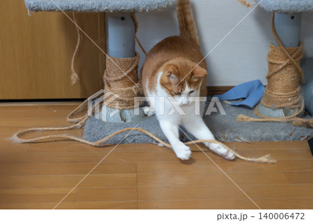 キャットタワーの紐で遊ぶ猫　茶トラ白 140006472
