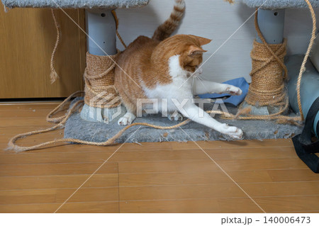キャットタワーの紐で遊ぶ猫 茶トラ白 キャットタワーの紐で遊ぶ猫 茶トラ白 140006473