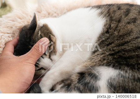 猫を撫でる キジトラ猫 猫を撫でる キジトラ猫 140006518