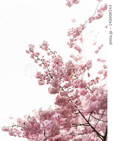 Soft pink cherry blossoms glowing in gentle spring light Soft pink cherry blossoms glowing in gentle spring light 140006543