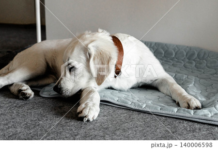 White Labrador puppy with a brown collar lying on a mat White Labrador puppy with a brown collar lying on a mat 140006598