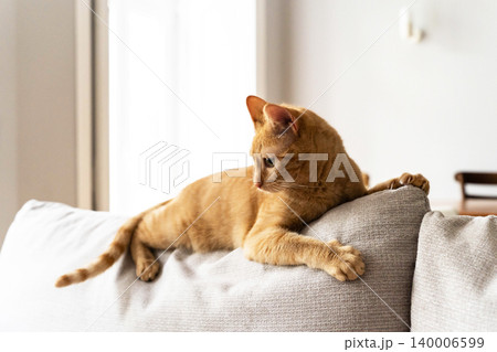 Orange tabby cat lying on the back of a sofa indoors Orange tabby cat lying on the back of a sofa indoors 140006599