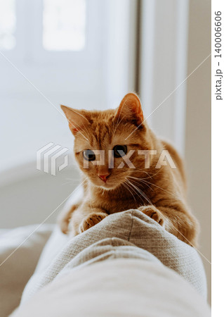 Close-up of an orange tabby cat sitting on the back of a sofa indoors 140006606