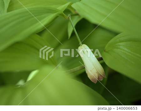 5月に可愛らしく咲いた白い宝鐸草(ホウチャクソウ)の花 5月に可愛らしく咲いた白い宝鐸草(ホウチャクソウ)の花 140006653