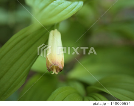5月に可愛らしく咲いた白い宝鐸草（ホウチャクソウ）の花 140006654
