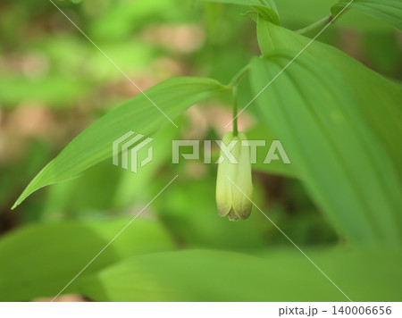 5月に可愛らしく咲いた白い宝鐸草(ホウチャクソウ)の花 5月に可愛らしく咲いた白い宝鐸草(ホウチャクソウ)の花 140006656