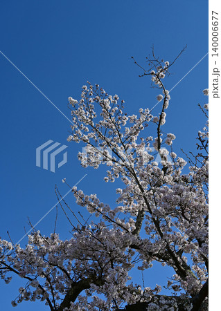 快晴の深い青空へ向かって力強く伸びる満開の桜ソメイヨシノ 福島県富岡町夜ノ森の清々しい春景色 快晴の深い青空へ向かって力強く伸びる満開の桜ソメイヨシノ 福島県富岡町夜ノ森の清々しい春景色 140006677