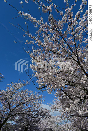 快晴の青空に美しく折り重なる満開の桜ソメイヨシノのアーチ 福島県富岡町夜ノ森の壮麗な桜並木道 快晴の青空に美しく折り重なる満開の桜ソメイヨシノのアーチ 福島県富岡町夜ノ森の壮麗な桜並木道 140006678