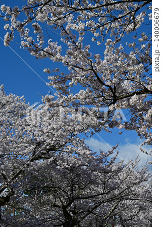 快晴の青空と白い雲に幾重にも折り重なる満開の桜ソメイヨシノのアーチ 福島県富岡町夜ノ森の春景色 快晴の青空と白い雲に幾重にも折り重なる満開の桜ソメイヨシノのアーチ 福島県富岡町夜ノ森の春景色 140006679