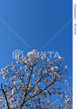 快晴の青空に映える満開の桜ソメイヨシノ 福島県富岡町夜ノ森の桜並木 朝の美しい春景色 快晴の青空に映える満開の桜ソメイヨシノ 福島県富岡町夜ノ森の桜並木 朝の美しい春景色 140006682