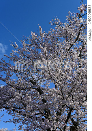 車道沿いに咲き誇る満開の桜ソメイヨシノの大木を見上げる春景色 福島県富岡町夜ノ森の美しい青空 140006688