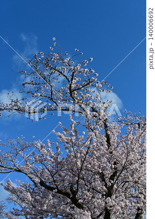 流れる白い雲と青空に美しいアーチを描く満開の桜ソメイヨシノ 福島県富岡町夜ノ森の春景色 流れる白い雲と青空に美しいアーチを描く満開の桜ソメイヨシノ 福島県富岡町夜ノ森の春景色 140006692
