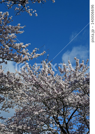 流れる白い雲と青空に咲き誇る満開の桜ソメイヨシノのアーチを見上げる春景色 140006696