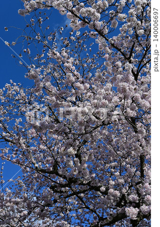 快晴の青空に映える満開の桜ソメイヨシノのクローズアップ 福島県富岡町夜ノ森の美しい桜のアーチ 快晴の青空に映える満開の桜ソメイヨシノのクローズアップ 福島県富岡町夜ノ森の美しい桜のアーチ 140006697