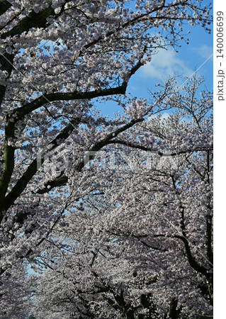 朝日に輝く満開の桜ソメイヨシノの並木道を見上げる春景色 福島県富岡町夜ノ森の美しい桜のトンネル 朝日に輝く満開の桜ソメイヨシノの並木道を見上げる春景色 福島県富岡町夜ノ森の美しい桜のトンネル 140006699