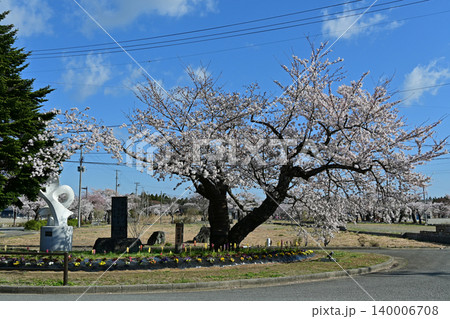 満開を迎えた夜ノ森の桜開花基準木 福島県富岡町夜ノ森駅近くの美しい春景色とモニュメント 満開を迎えた夜ノ森の桜開花基準木 福島県富岡町夜ノ森駅近くの美しい春景色とモニュメント 140006708