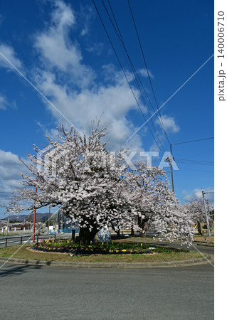 湧き立つ白い雲と青空に見上げる夜ノ森の桜開花基準木 福島県富岡町夜ノ森駅近くの美しい春景色 湧き立つ白い雲と青空に見上げる夜ノ森の桜開花基準木 福島県富岡町夜ノ森駅近くの美しい春景色 140006710