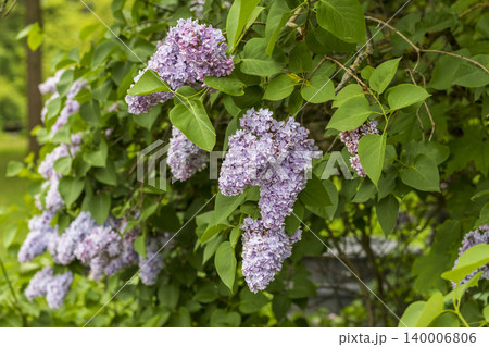 A white lilac bush in full bloom. A white lilac bush in full bloom. 140006806
