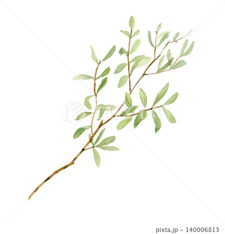 A hand-drawn watercolor eucalyptus branch with green leaves on an isolated background. Simple clip art of eucalyptus for text, perfect for holiday decorations, cards, bouquets, invitations, and banner A hand-drawn watercolor eucalyptus branch with green leaves on an isolated background. Simple clip art of eucalyptus for text, perfect for holiday decorations, cards, bouquets, invitations, and banner 140006813