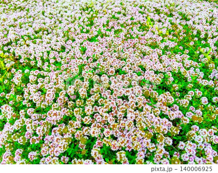 満開のクリーピングタイムの花の絨毯 140006925