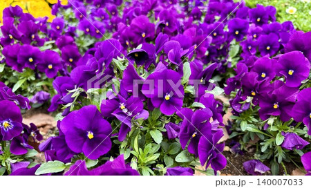 鮮やかな濃い紫色が美しいビオラの花壇 鮮やかな濃い紫色が美しいビオラの花壇 140007033