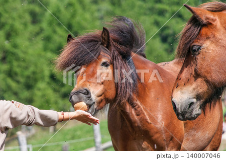 Icelandic Horses with a hand giving bread 140007046