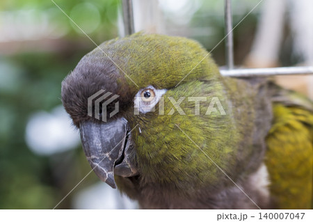 This image is a close-up of a Patagonian Conure, also known as a Burrowing Parrot. Birds This image is a close-up of a Patagonian Conure, also known as a Burrowing Parrot. Birds 140007047