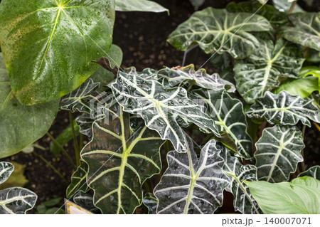 The plant in the center of the image is an Alocasia amazonica, commonly known as the Alocasia Polly or African Mask Plant. 140007071